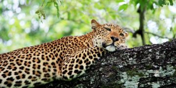 Best Places To Visit in Zambia