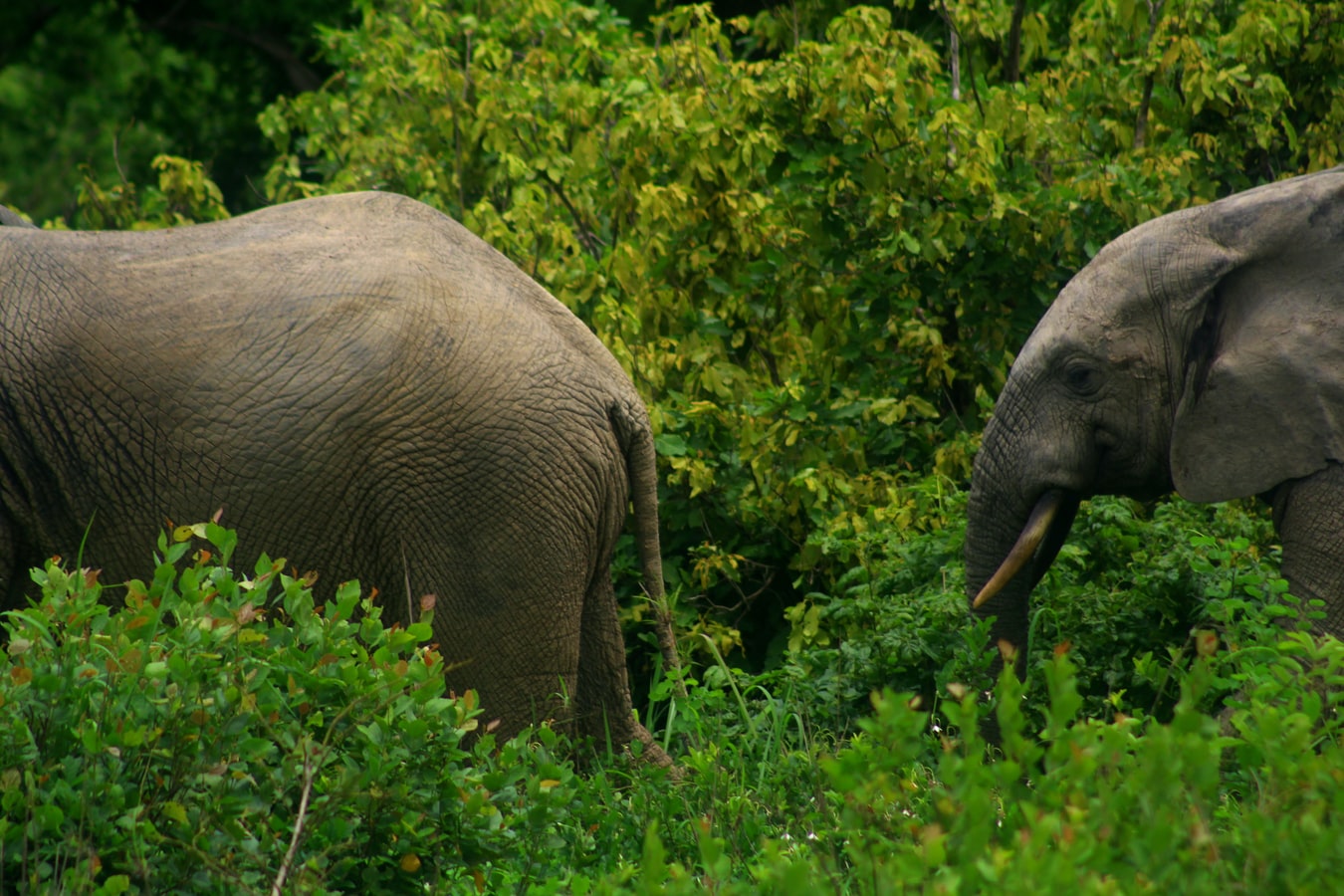 Mole National Park